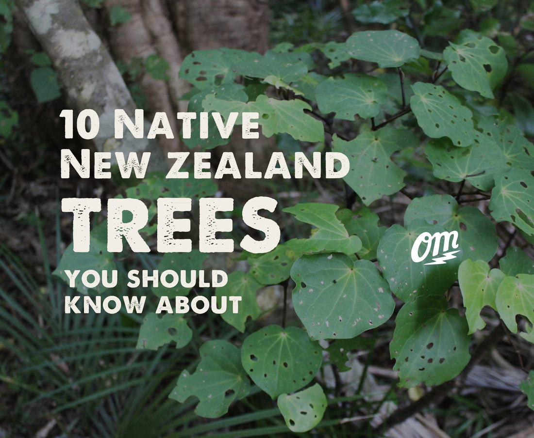 Conservation Week | 10 Native New Zealand Trees You Should Know About