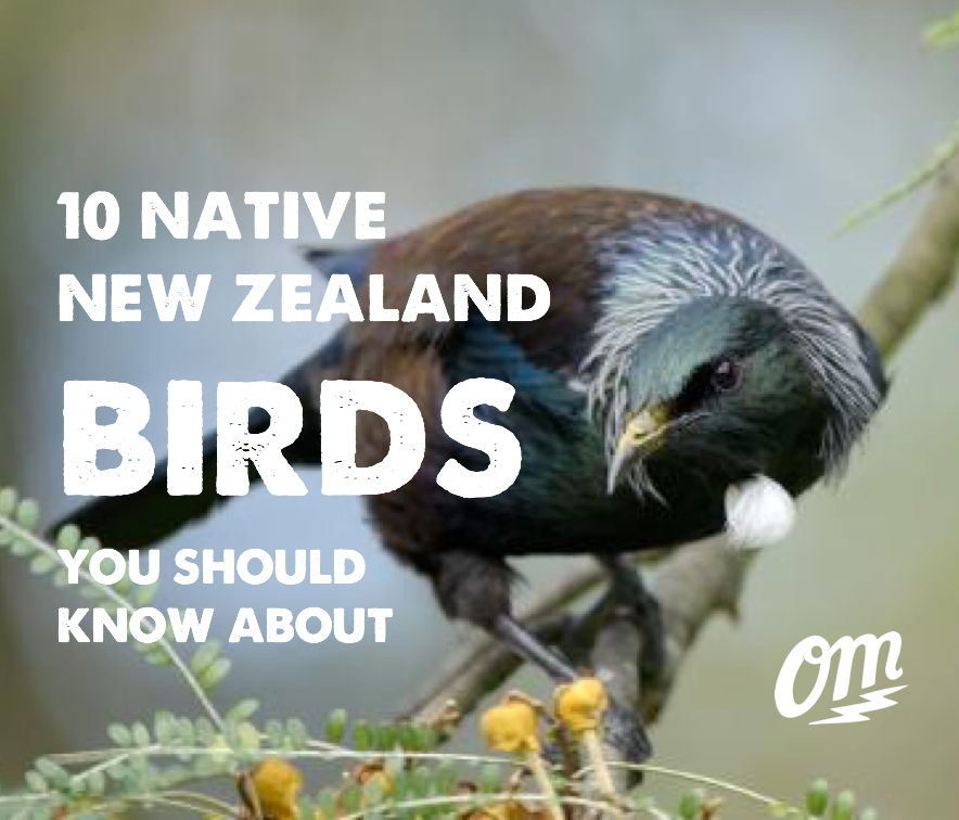 10 Native New Zealand Birds You Should Know